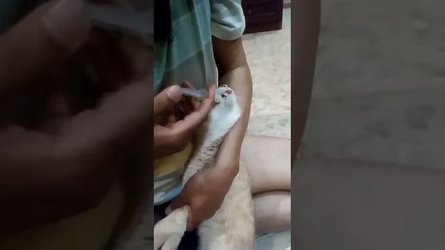 13 марта 2024 г. Котик пил максилин 7 дней . Что с ним произошло? Смотрим видео 👆🏼