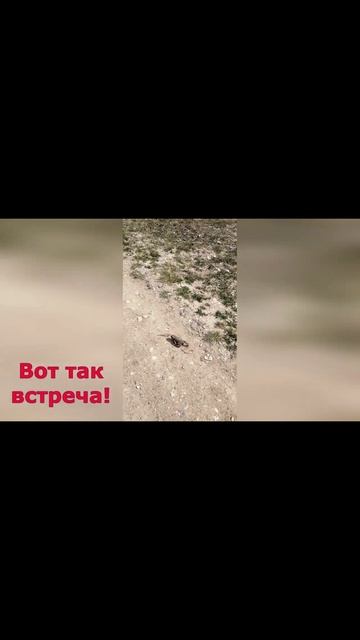 ВОТ ТАК ВСТРЕЧА. #Shorts #shortsvideo #природа #рекомендации #рек #врекпж #дикаяприрода #интересное