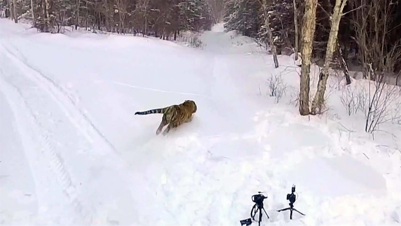 В Приморье переселили тигра, который заходил в село и охотился на собак