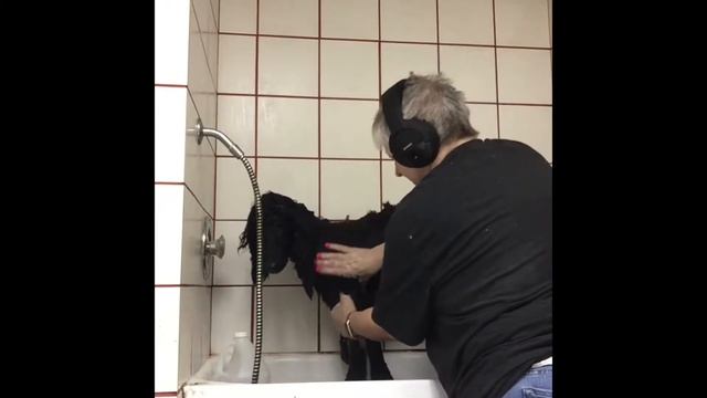Putting a poodle in #1 All Systems oil