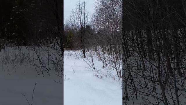 Гуляем рядом с участком . . DenBAn4