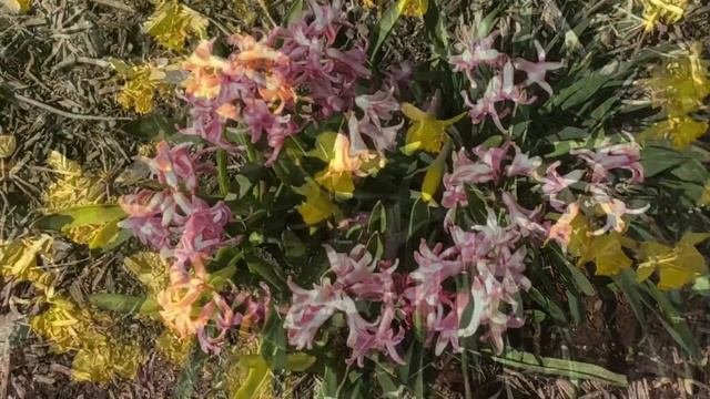 What’s Blooming In Our Gardens - Spring 2022