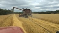 Case 5088 harvesting barley 1