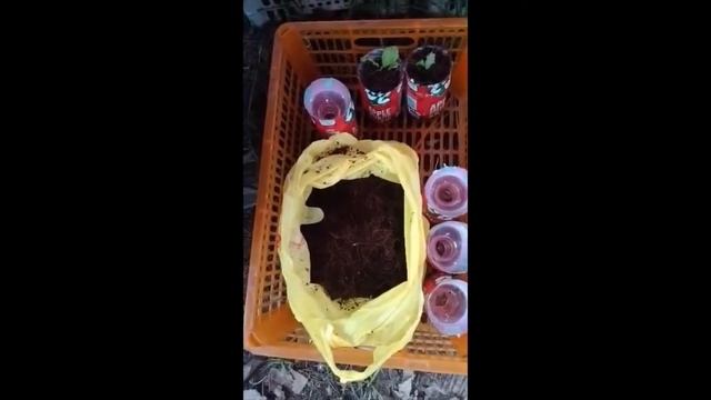 Growing lettuce in a recycled plastic bottle: Hydroponics Kratky method