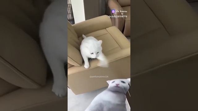 очень смешные кошки 🐱🤣🤣