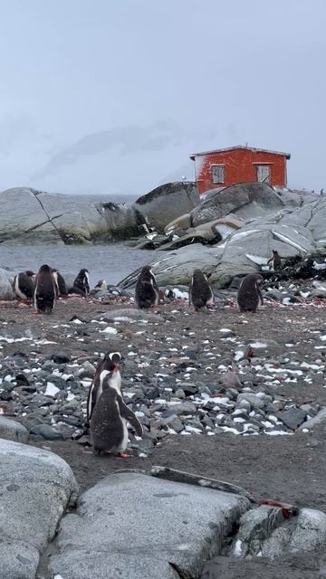 11931951_2160_3840_60fps