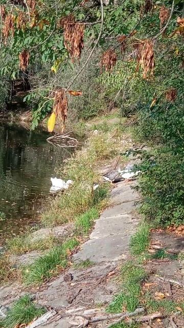 Гуси вышли на берег.🦢