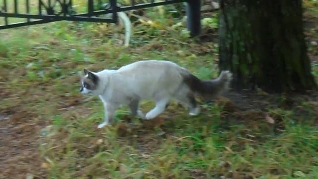 🐱 видео с КОТОМ! усадьба БРЯНЧАНИНОВЫХ 2019 женя GRISHIN