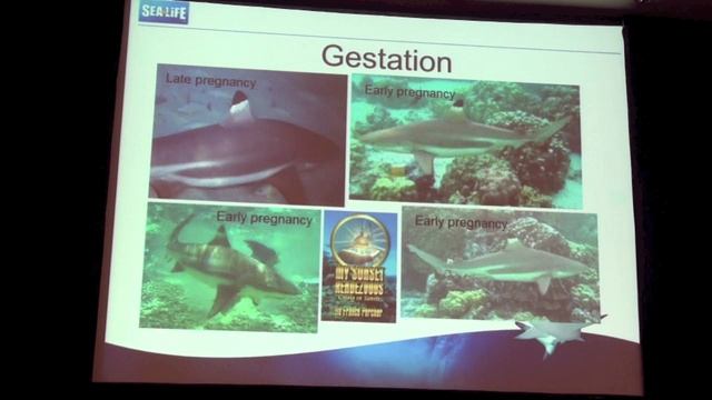 European studbook for the Blacktip reef shark, Carcharhinus melanopterus Европейская племенная книга