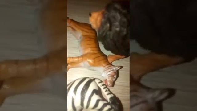 Прайд Львов 1 Сезон 6 Серия