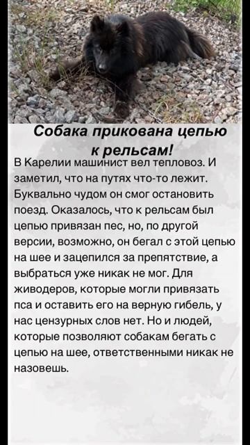 Красивый пес в беде #новости #рекомендации #животные