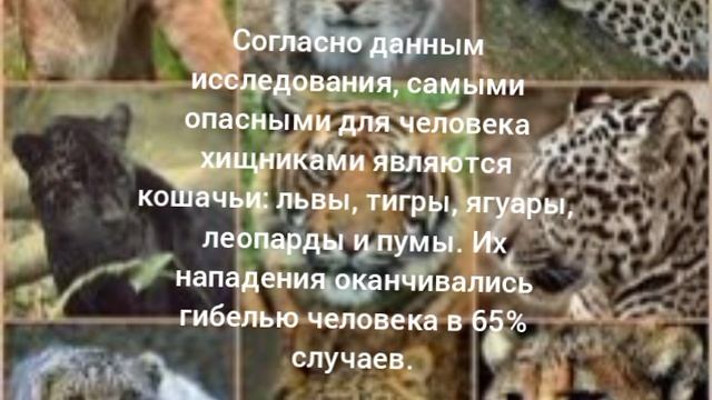 Самые опасные хищники