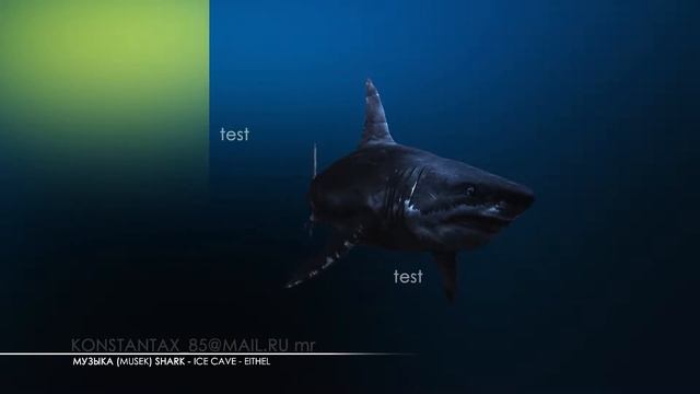 Акула | Sharke anim_test