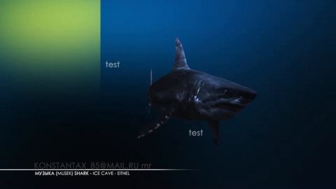 Акула | Sharke anim_test