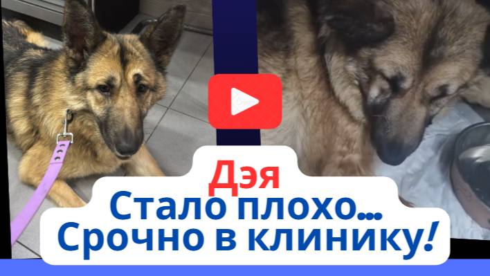 Борьба за жизнь! Дэя нуждается в вашей помощи 🆘