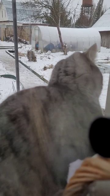 -пустите домой