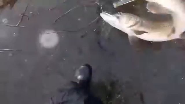 Щука , последний лёд.