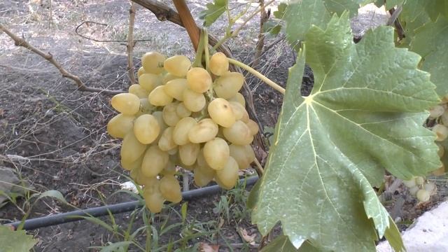 Виноград сорта Аркадия