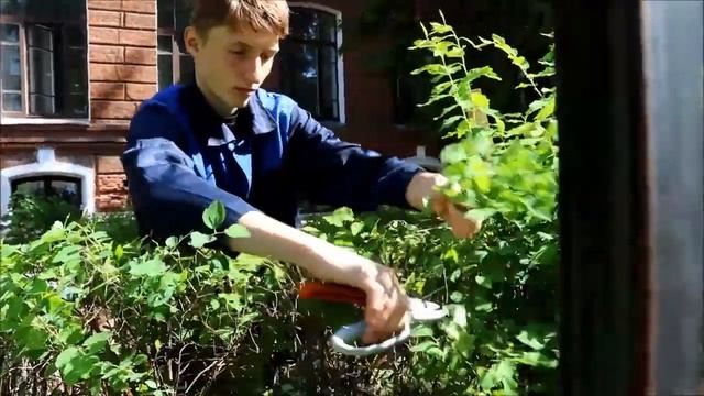 Более 200 кинешемских детей вступили в трудовые отряды