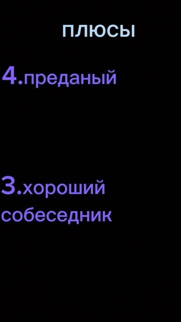 абиссинская кошка