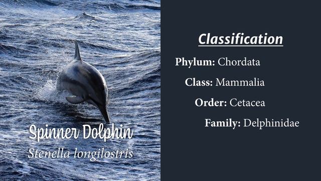 Spinner Dolphin l Facts, Classification, and Habitats l Mammal