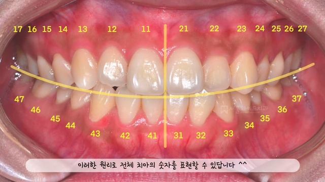 치아 번호 궁금했다면 - FDI, Palmer 치아 표기법 (숫자, 알파벳) Tooth numbering system in Korea