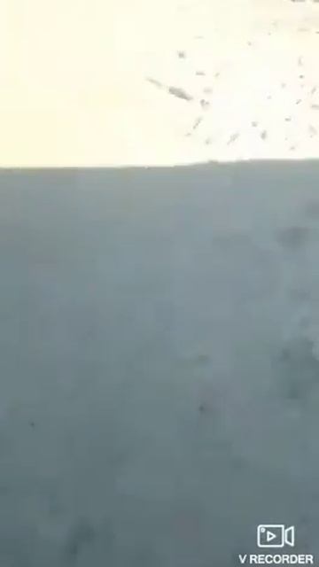 г. Барнаул. Нерпинарий.