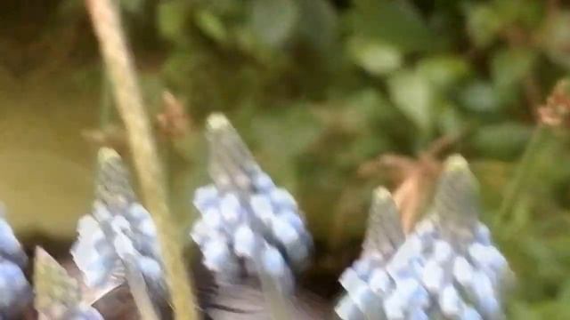 Beautiful mormon female drinking from  grape hyacinth (Papilio polytes)