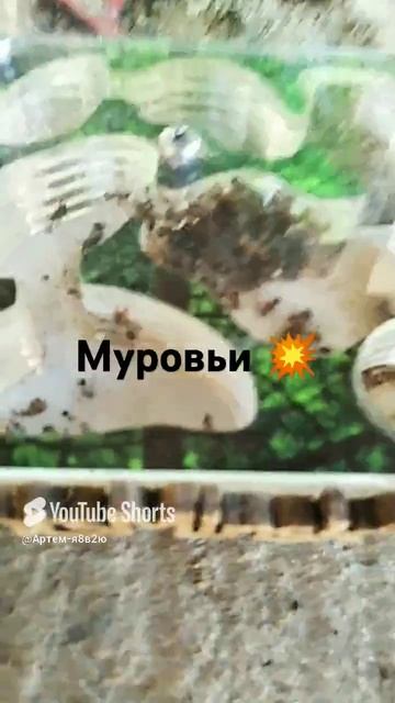 муравьи💣