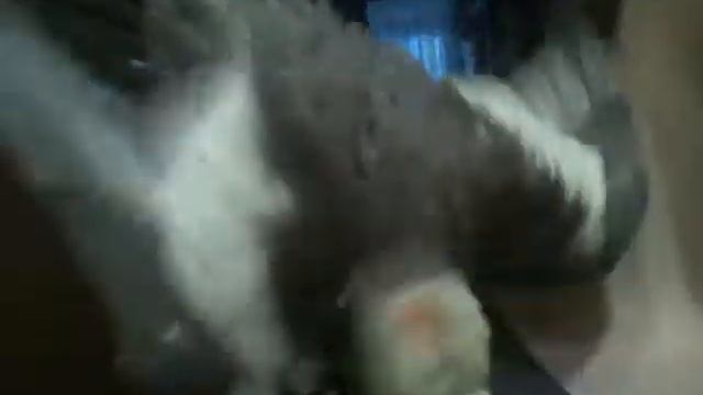 Яша и фен.mp4