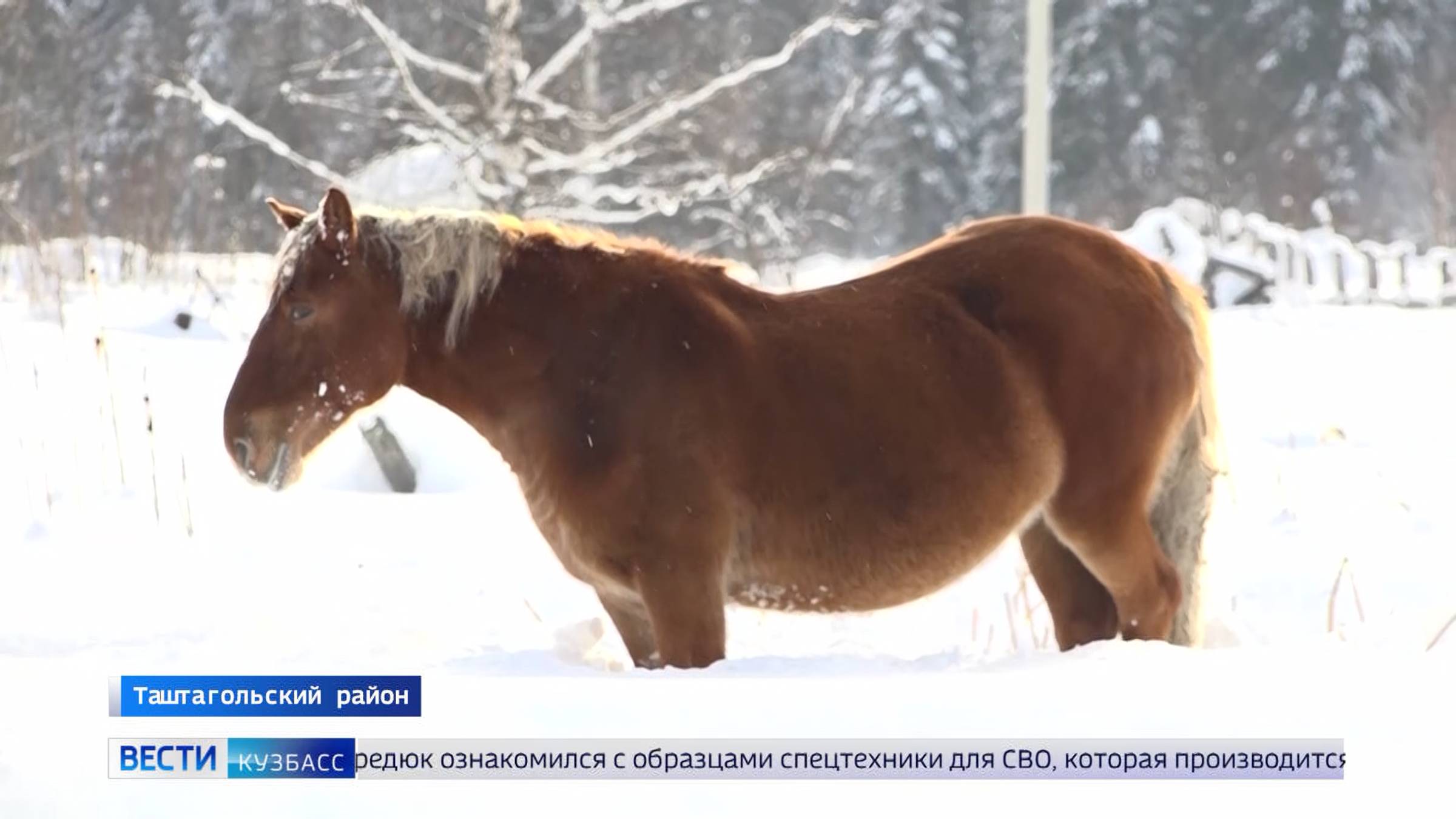 В посёлке Усть-Кабырза ищут лошадей