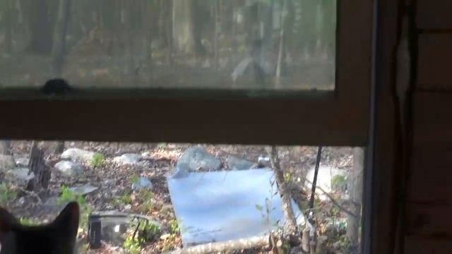 Raccoon Wreaking Havoc At The Off Grid Homestead