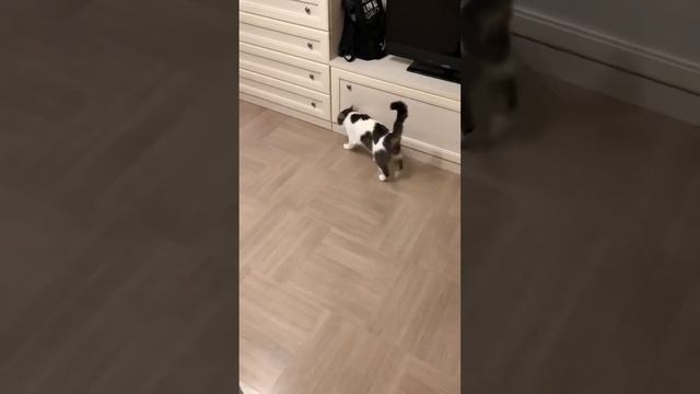 Пьяный кот! Отпад