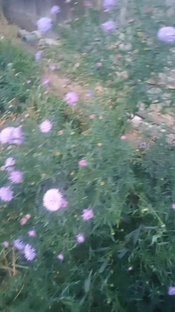 цветы 🌸🌺🌻🌹🌷🌼💐