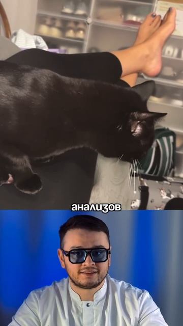 Мы помогаем пушистикам по всему миру