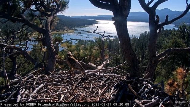 FOBBV CAM🦅Jackie & Shadow Sitting In The Roost Tree🌲💕Red-shouldered Hawk Makes A Cameo🐦2023-08-31