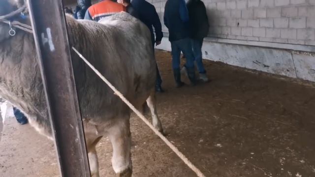 Молбозори Бохтар Хочи Шариф Нархои Букаи калон ва майда 07 12 2020