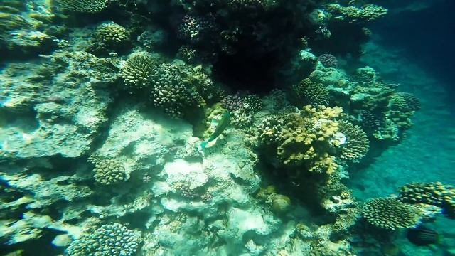 Snorkeling at Marsa Alam, Egypt - 2016