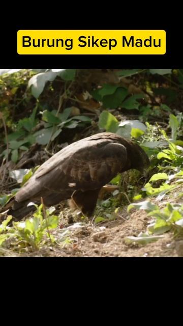 Part. 2 Elang Madu | Burung Sikep Madu