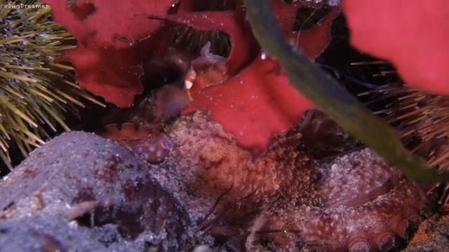 148291560_123855159628395_7976379022436692938_n.mp4