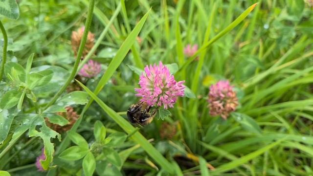 Čmelák proměnlivý (Bombus humilis) - O. Hercog (1/8/2021, Praha)