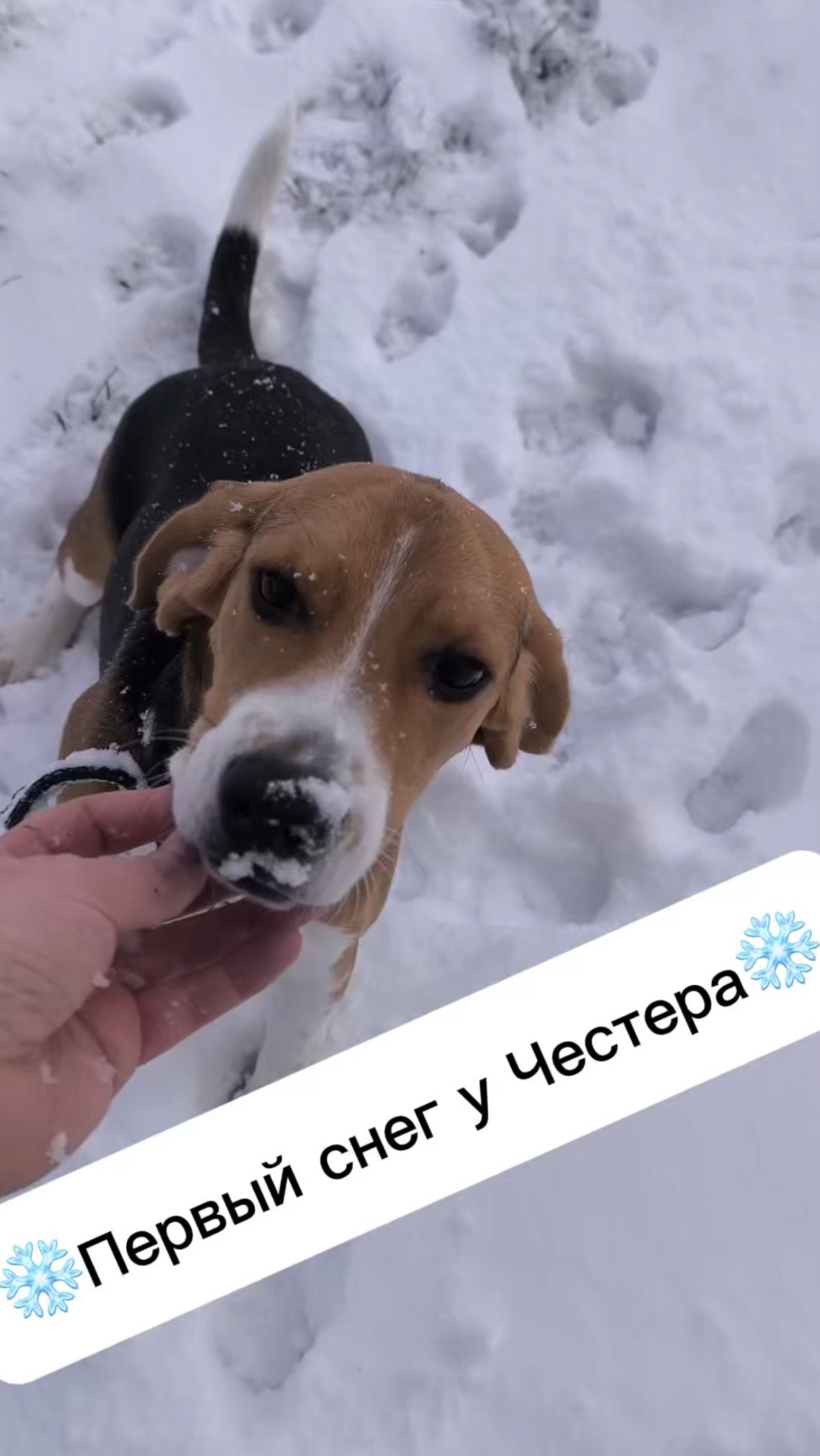 ❄️Первый снег у Честера❄️