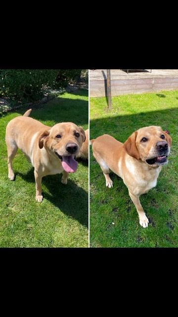 So proud of Samson’s weight loss! 17kg/37lbs gone forever #viral #dog #mydog
