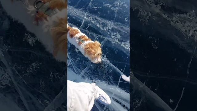 Мой пёс пытается вернуть меня 😅// Марс на Байкале ❄️❤️🔥