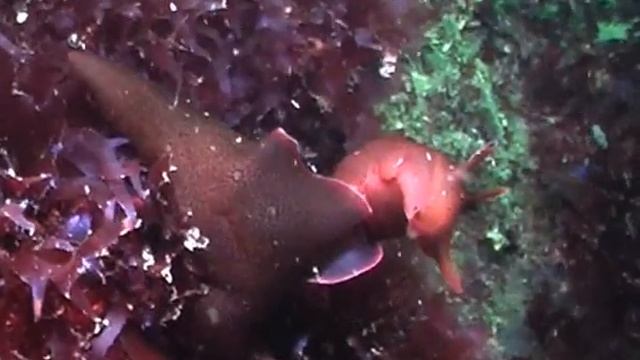 Aplysia punctata