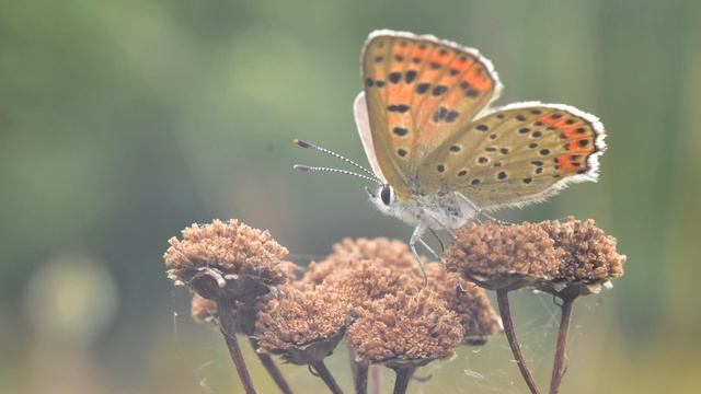 Shooting Gossamer-winged butterflies with Helioses