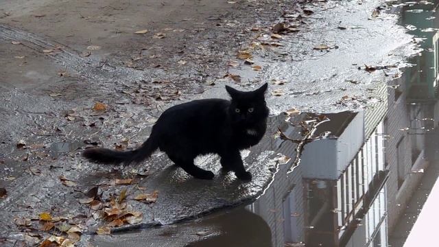 Кот пьёт из лужи \ drinking cat
