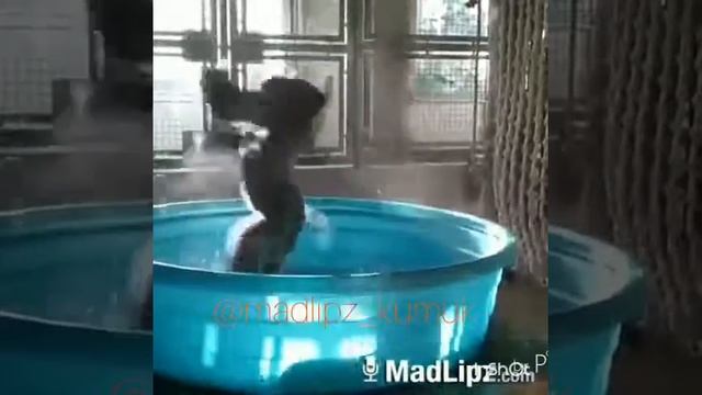 Обезьяна кайфует