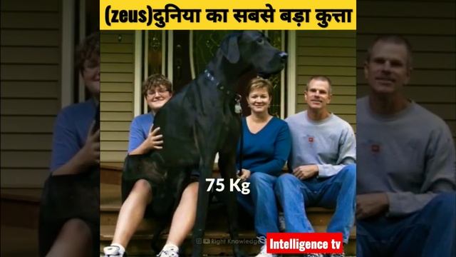 दुनिया का सबसे बड़ा कुत्ता zeus #zeus #bigdog #viral #amazing #science #intelligencetv #dangerous