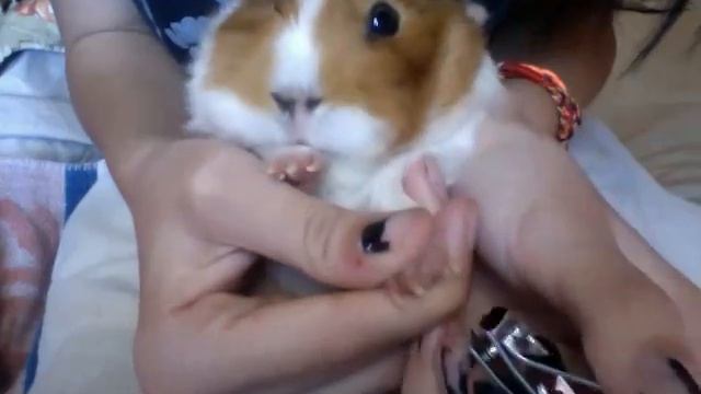 How to clip a guinea pig's nails (remade)